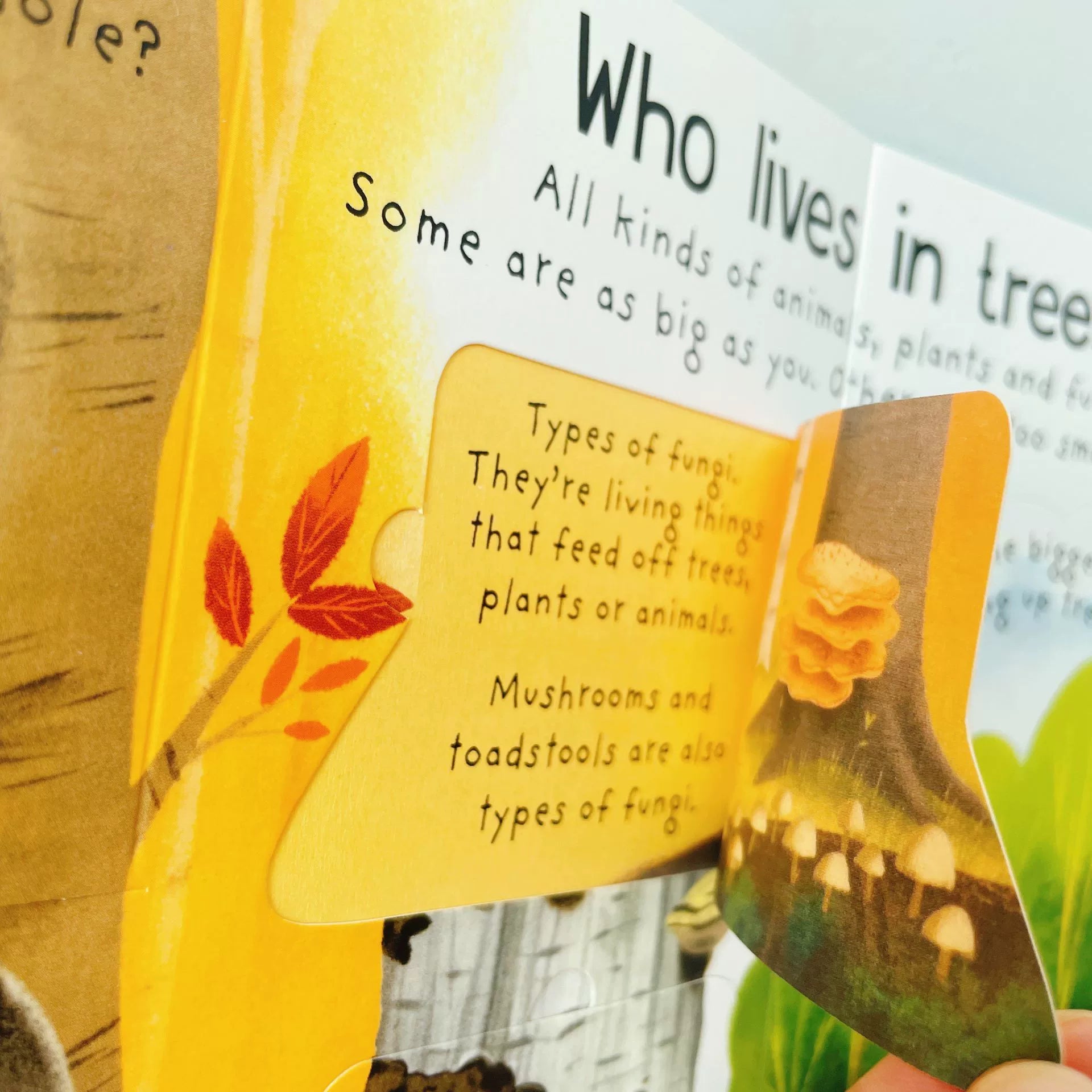 First Questions and Answers Why do we need trees? Usborne Lift the flap Children's Activity English Board Book