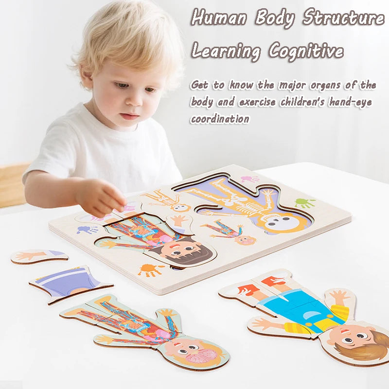 Kid Human Body Structure Puzzle Toy Montessori Wooden Body Organs Learn Tools Boys Girls Anatomy Puzzle Preschool Education Toy