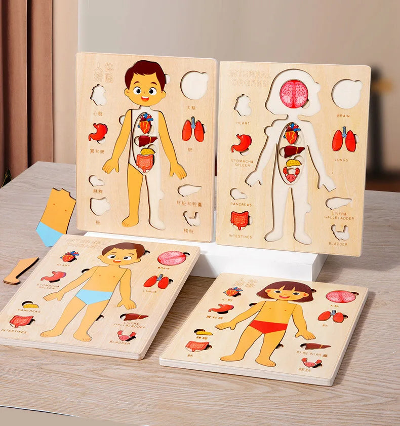 Montessori Human Body Puzzles Busy Board Body Parts Teaching Educational Anatomy Toy for Kids Children Early Learning Games