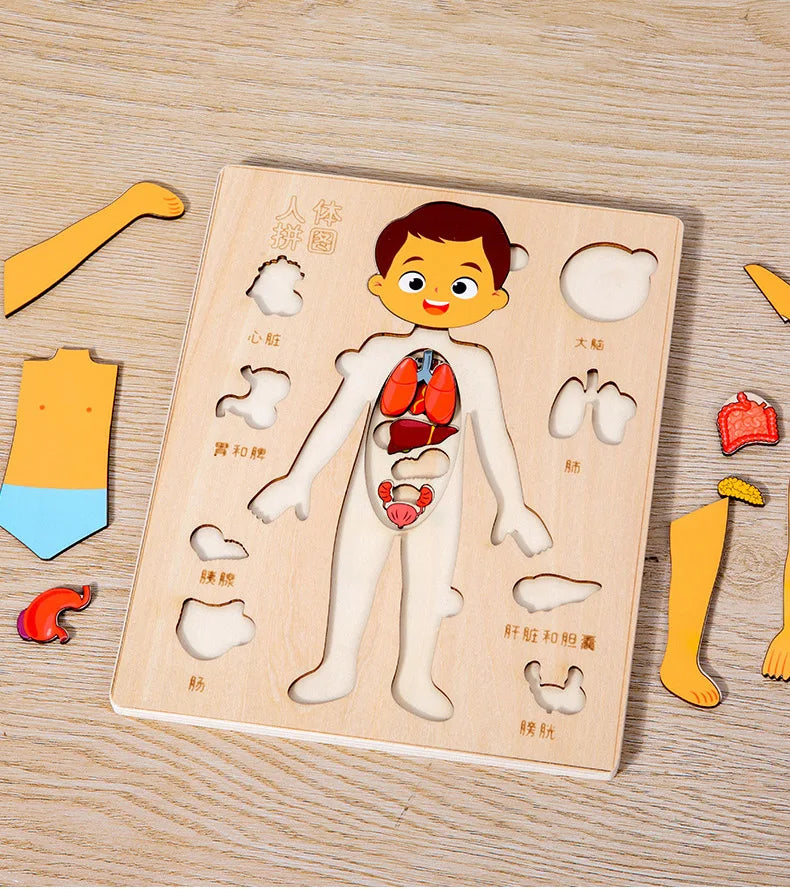 Montessori Human Body Puzzles Busy Board Body Parts Teaching Educational Anatomy Toy for Kids Children Early Learning Games