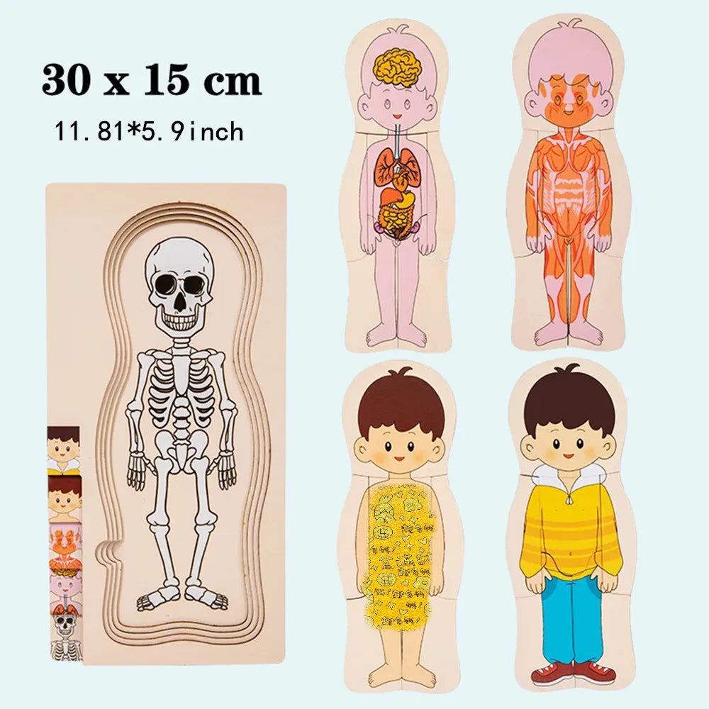 Wooden Human Body Puzzle Montessori Boys Girls Multi-Layer Body Structure Puzzle Cognitive Teaching Aids Learning Toys For Child