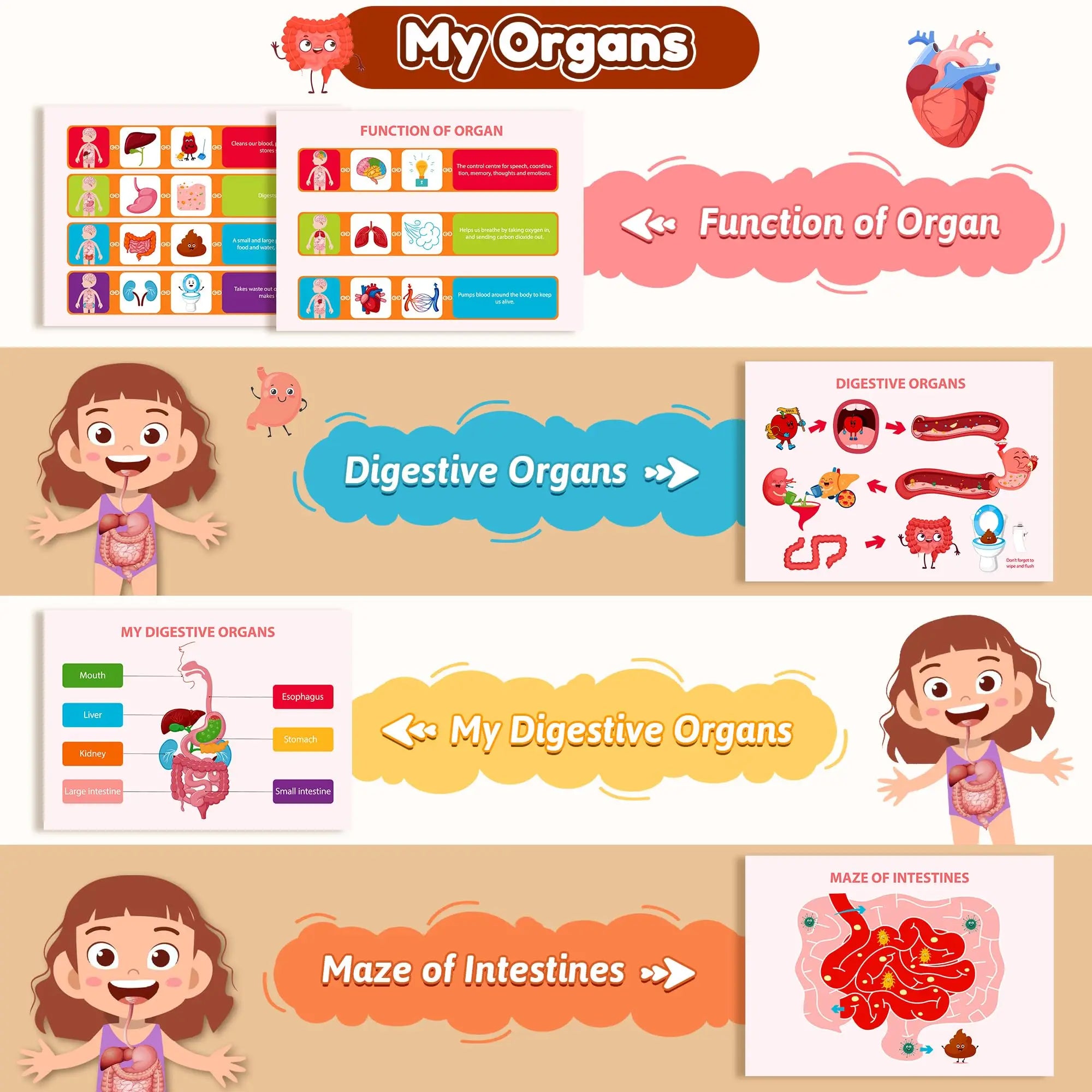 Human Anatomy Busy Book for Toddlers Montessori Preschool Learning Activities 30 Theme for Kids Sensory Education Travel Toys