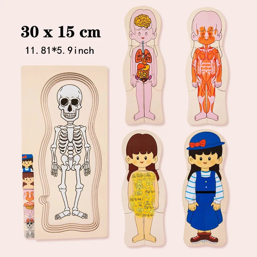 Wooden Human Body Puzzle Montessori Boys Girls Multi-Layer Body Structure Puzzle Cognitive Teaching Aids Learning Toys For Child