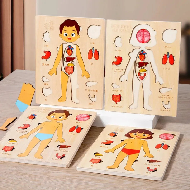 Montessori Human Body Puzzles Busy Board Body Parts Teaching Educational Anatomy Toy for Kids Children Early Learning Games
